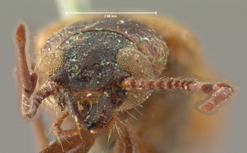 Media type: image;   Entomology 34047 Aspect: head frontal view